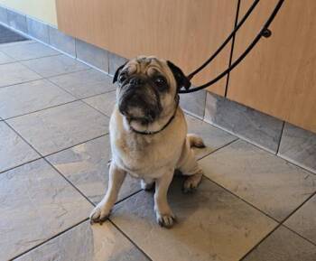 SPUD -  Pug Dog for Adoption in Tustin, California - SPUD | PetCurious