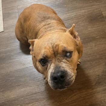 Left eye -  American Bully and Mixed Breed Dog for Adoption in New Orleans, Louisiana - Left Eye | PetCurious