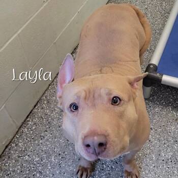 Pit Bull Terrier Dogs Available for Adoption - Layla | PetCurious