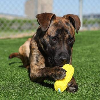 Pit Bull Terrier and Mixed Breed Dogs Available for Adoption in Evansville, Indiana - Buddha | PetCurious