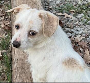 Terrier Dogs Available for Adoption - Chester Lonestar | PetCurious