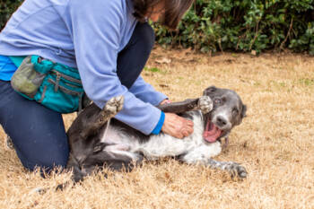 Rescue Mixed Breed Dogs for Adoption in Atlanta, Georgia - Murk | PetCurious