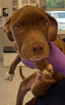 Mixed Breed Dogs Available for Adoption in Palmetto, Florida - PERRY | PetCurious