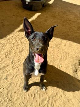 ATLAS -  Shepherd and Labrador Retriever Dog for Adoption in Joshua Tree, California - ATLAS | PetCurious