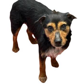 Airedale Terrier Dogs Available for Adoption in Red Bluff, California - Kingston | PetCurious