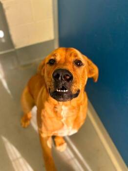 A255878 -  Mastiff and Mixed Breed Dog for Adoption in Visalia, California - A255878 | PetCurious