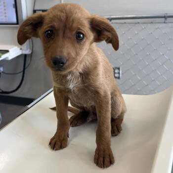 Mixed Breed Dogs Available for Adoption - 105410 | PetCurious