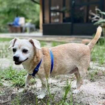 Jackson -  Miniature Dachshund and Chihuahua Dog for Adoption in Williston, Florida - Jackson | PetCurious