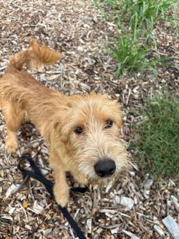 COOPER -  Terrier and Mixed Breed Dog for Adoption in Leesburg, Virginia - COOPER | PetCurious