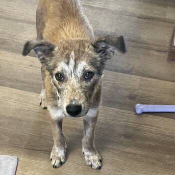 Rescue Mixed Breed Dogs for Adoption in Buffalo, Minnesota - Clyde | PetCurious