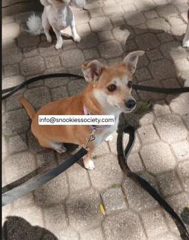 Annie -  Chihuahua and Miniature Pinscher Dog for Adoption in Toronto, Ontario - Annie | PetCurious