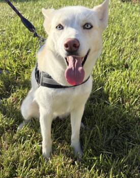 Athena -  Husky Dog for Adoption in Richmond, Texas - Athena | PetCurious