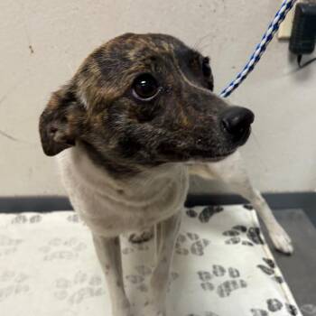 Chihuahua Dogs Available for Adoption in Yuma, Arizona - Tracey | PetCurious