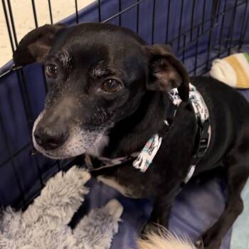 Fudge -  Chihuahua and Mixed Breed Dog for Adoption in Las Vegas, Nevada - Fudge | PetCurious