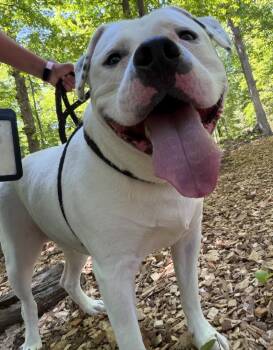 American Bully Dogs Available for Adoption in Manassas, Virginia - Rocky (ID 51363) | PetCurious