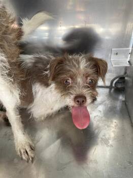 NINA -  Mixed Breed Dog for Adoption in Dallas, Texas - NINA | PetCurious