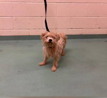 Rescue Cairn Terrier and Yorkshire Terrier Dogs for Adoption in Memphis, Tennessee - Winnie | PetCurious