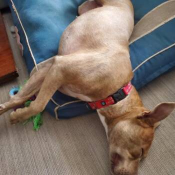 Vela -  Boxer and Mixed Breed Dog for Adoption in Chester, Maryland - Vela | PetCurious
