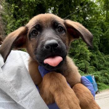 Mixed Breed Dogs Available for Adoption in Charleston, West Virginia - Yoonchae | PetCurious