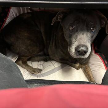 Clark -  Labrador Retriever and Mixed Breed Dog for Adoption in Laurel, Mississippi - Clark | PetCurious