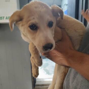 P46177 -  Great Pyrenees and German Shepherd Dog Dog for Adoption in Corsicana, Texas - P46177 | PetCurious