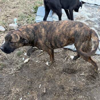 Boxer and Golden Retriever Dogs Available for Adoption in Philadelphia, Pennsylvania - Canela | PetCurious