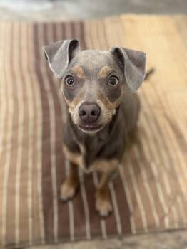 Dachshund and Chihuahua Dogs Available for Adoption in Fertile, Minnesota - Frappy | PetCurious