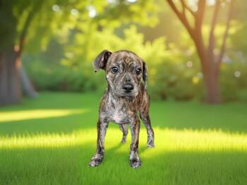 Rescue Bullmastiff and Mixed Breed Dogs for Adoption in Sebastian, Florida - Charmian | PetCurious