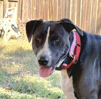 Labrador Retriever and American Bulldog Dogs Available for Adoption - Freddy | PetCurious