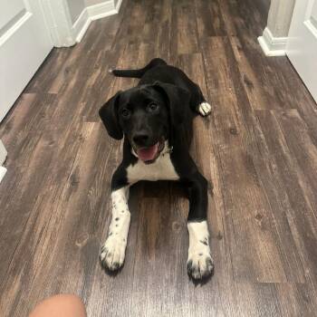 Lenny -  Hound and Mixed Breed Dog for Adoption in Springboro, Ohio - Lenny | PetCurious