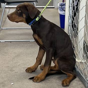 Mixed Breed Dogs Available for Adoption in Las Cruces, New Mexico - 106049 | PetCurious