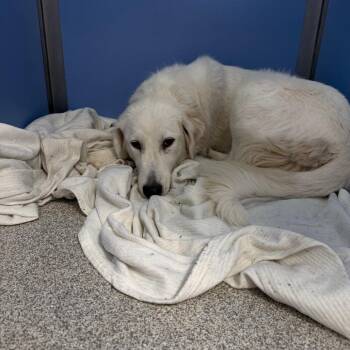 Lumi -  Mixed Breed and Great Pyrenees Dog for Adoption in Englewood, Florida - Lumi | PetCurious