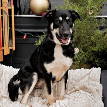 Rescue German Shepherd Dog Dogs for Adoption in Fort Worth, Texas - Pipsqueak | PetCurious