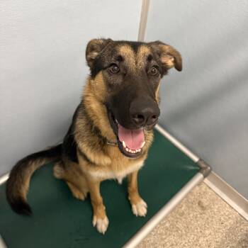 Rescue German Shepherd Dog Dogs for Adoption in Detroit Lakes, Minnesota - Cooper | PetCurious