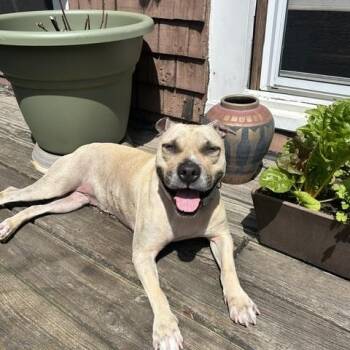 Shady -  American Staffordshire Terrier Dog for Adoption in New York, New York - Shady | PetCurious