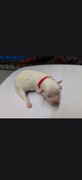 Zella Red collar -  Eskimo Dog and Mixed Breed Dog for Adoption in Syracuse, Indiana - Zella Red Collar | PetCurious