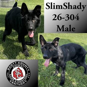 German Shepherd Dog Dogs Available for Adoption in Georgetown, Kentucky - Slim Shady | PetCurious