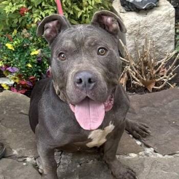 Bruno -  American Staffordshire Terrier Dog for Adoption in Williston, Vermont - Bruno | PetCurious