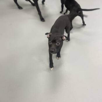 American Bully Dogs Available for Adoption - Julian | PetCurious