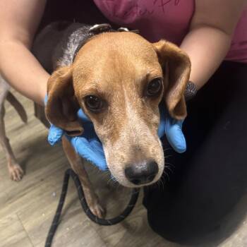 Jelly -  Beagle Dog for Adoption in Summerville, South Carolina - Jelly | PetCurious