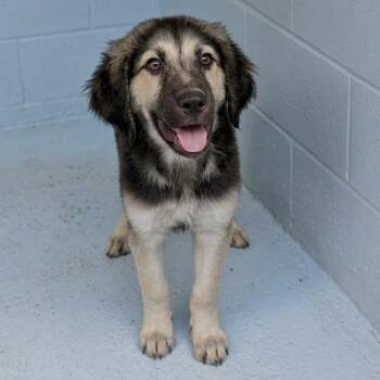 Mario -  Shepherd and Great Pyrenees Dog for Adoption in Austin, Texas - Mario | PetCurious
