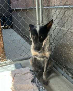 BLUEY -  Australian Cattle Dog Blue Heeler Dog for Adoption in Redlands, California - BLUEY | PetCurious
