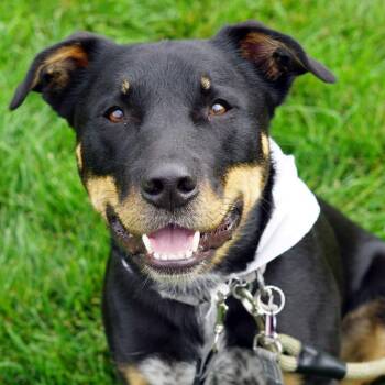 Rottweiler and Australian Cattle Dog Blue Heeler Dogs Available for Adoption - Klaus (Fushi) | PetCurious