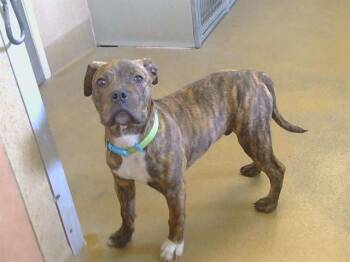 Boxer and Mixed Breed Dogs Available for Adoption in Sacramento, California - SAFFRON | PetCurious