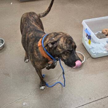 Nutter Butter -  Mixed Breed Dog for Adoption in Chattanooga, Tennessee - Nutter Butter | PetCurious