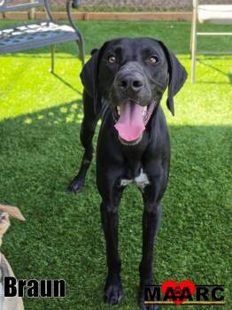 German Shorthaired Pointer and Mixed Breed Dogs Available for Adoption in Maryville, Tennessee - Braun | PetCurious