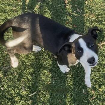 Sora (p) -  Mixed Breed Dog for Adoption in New York, New York - Sora (p) | PetCurious