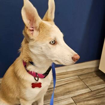 Opal -  Husky and Mixed Breed Dog for Adoption in Oceanside, California - Opal | PetCurious