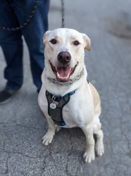 Rescue Labrador Retriever Dogs for Adoption - Mallard | PetCurious