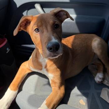 Sheldon -  Pit Bull Terrier and Labrador Retriever Dog for Adoption in Stillwater, Oklahoma - Sheldon | PetCurious